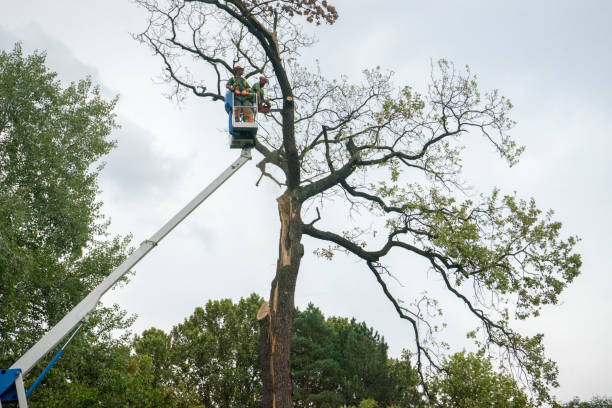 Best Seasonal Cleanup (Spring/Fall)  in Rosewood Heights, IL