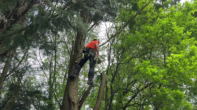 How Our Tree Care Process Works  in  Rosewood Heights, IL