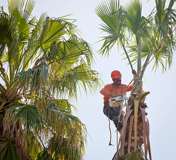 How Our Tree Care Process Works  in  Rosewood Heights, IL